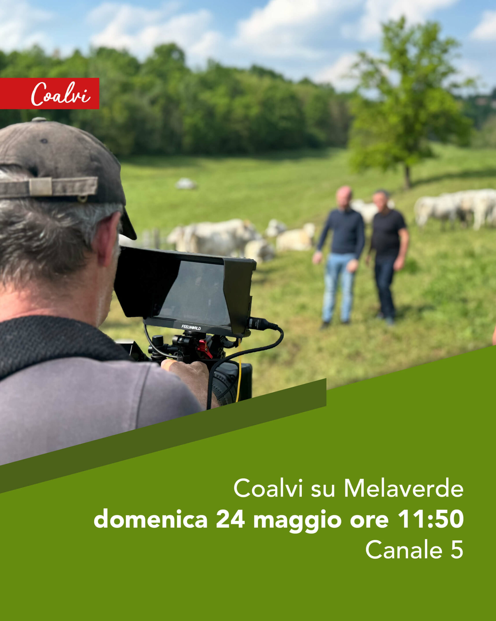 Coalvi Melaverde 2026